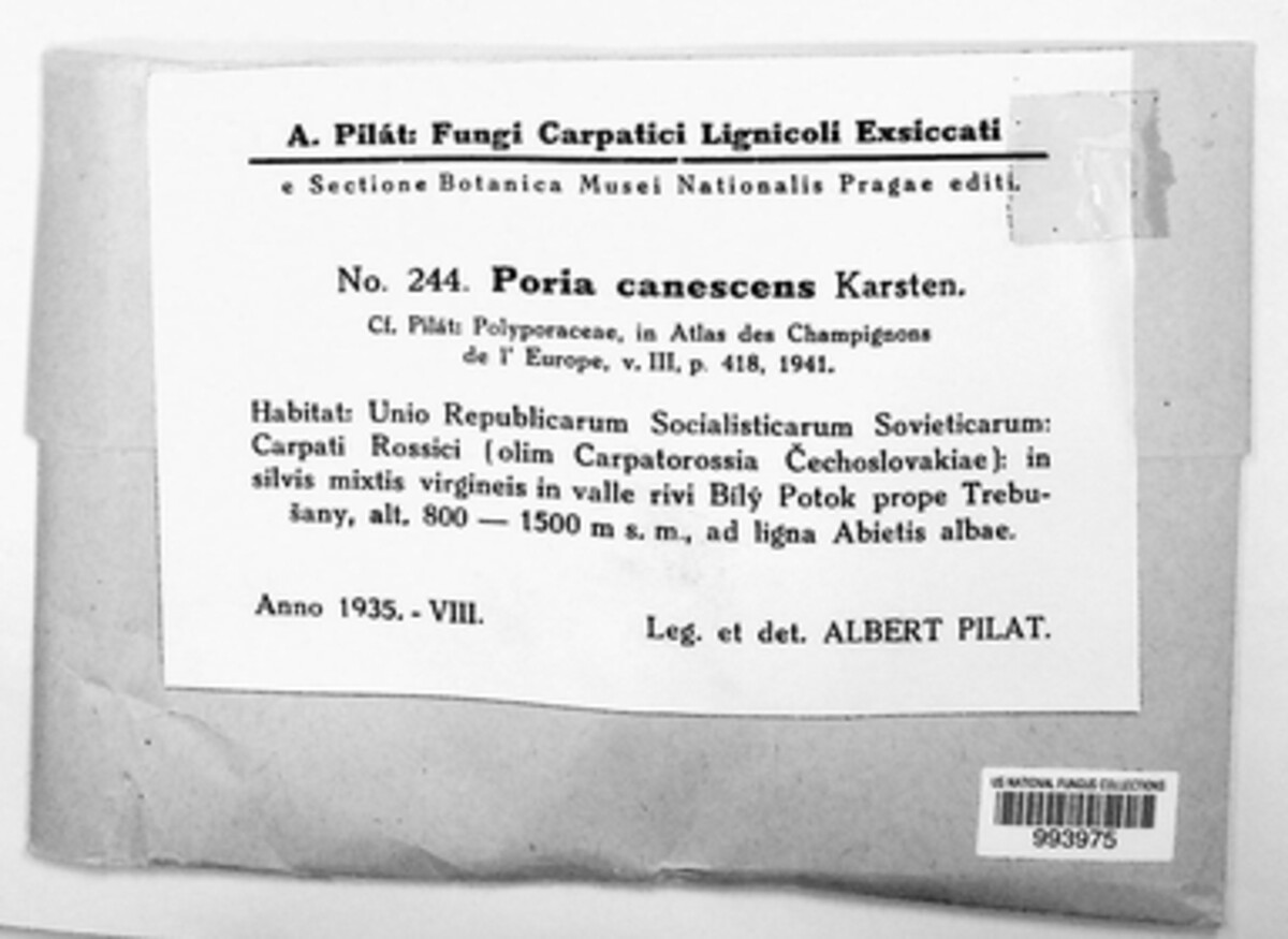 Poria canescens image